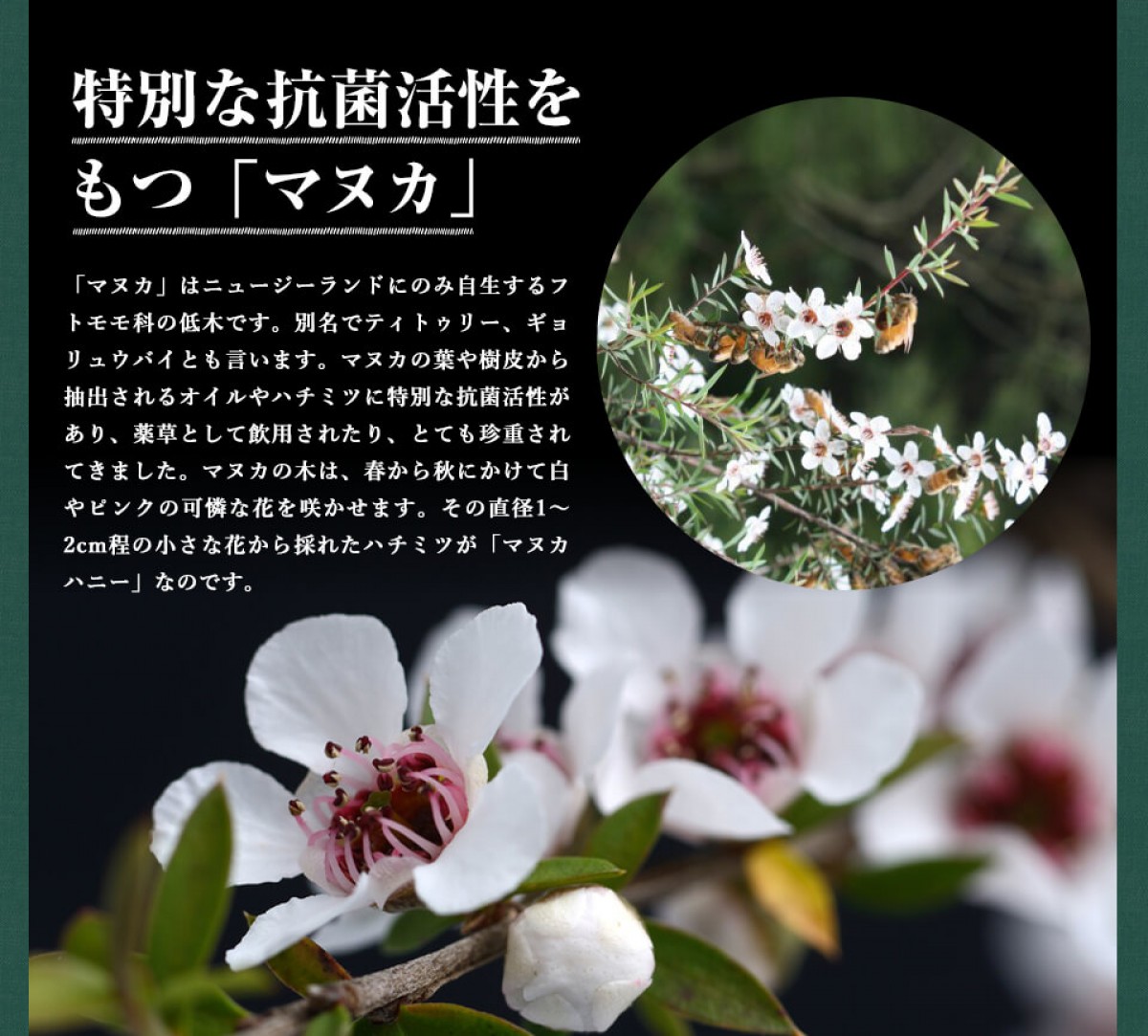 マヌカハニー][アクティブ マヌカハニー UMF 20+ *250g MGO829以上]無